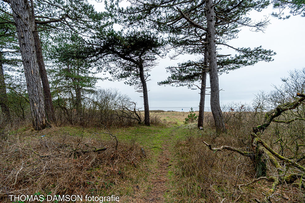 Der Wernerwald mit Blick auf die Salzwiesen der Nordsee.