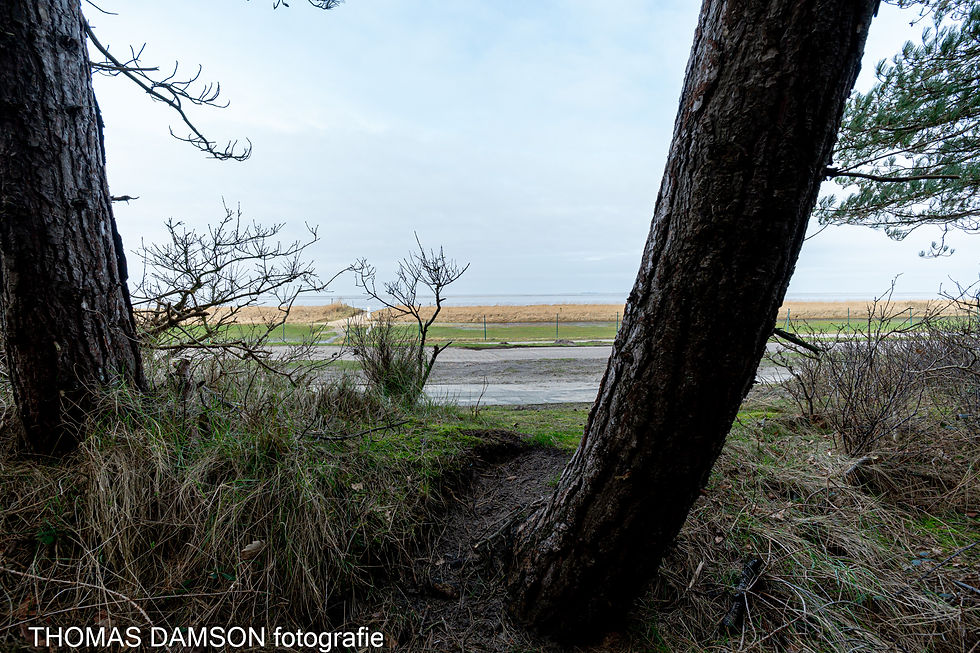 Der Wald am Rand der Nordsee.