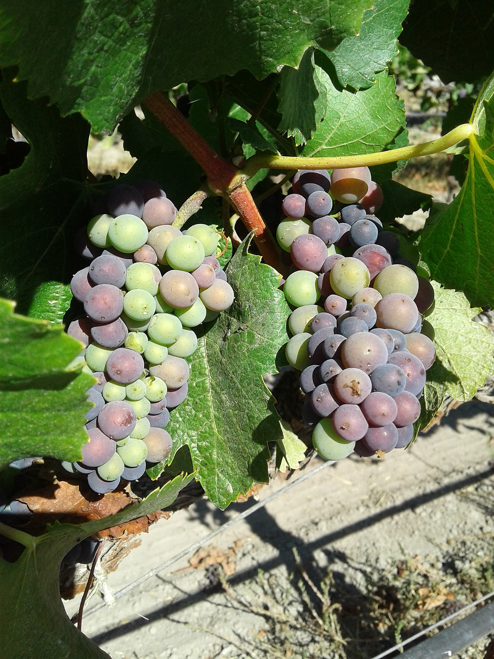 Grapes in veraision at Char Vale Vineyards
