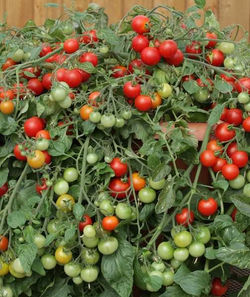 red profusion