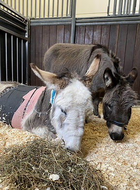 A son arrivée chez Equitom, Lizzy a été prise en charge directement et a enfin pu avoir la compagnie de son amie T-Cup. Cela a été très bénéfique au niveau de son appétit.