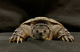 Snappingturtle3.jpeg