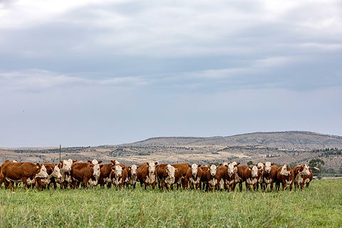 AHA_Churchill-Cattle-Company_5D-Laura_013-(1).jpg
