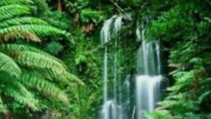 Guardians of the Planet: Celebrating World Rainforest Day