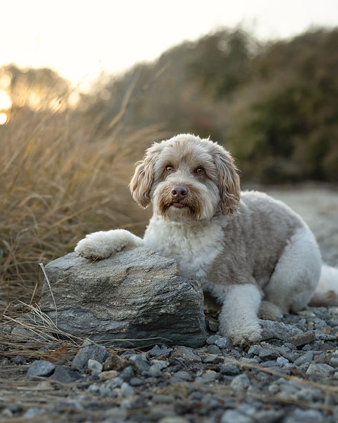 Pippen & Penelope-15.jpg