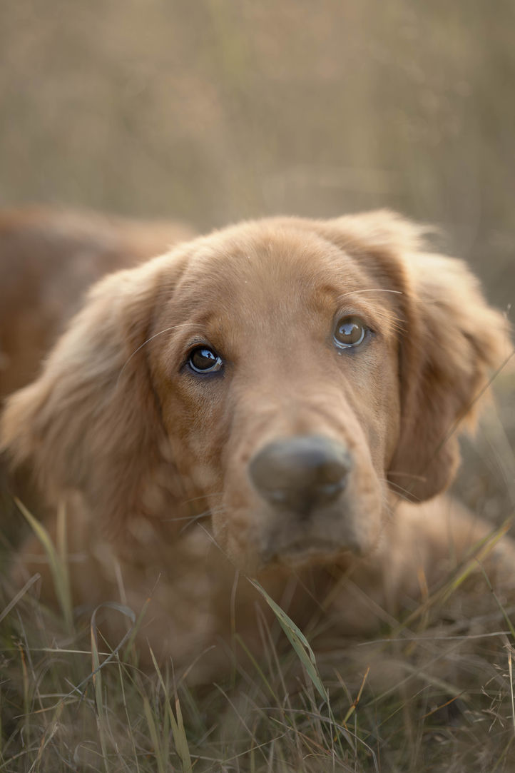 Dog photo in Hallowell Maine