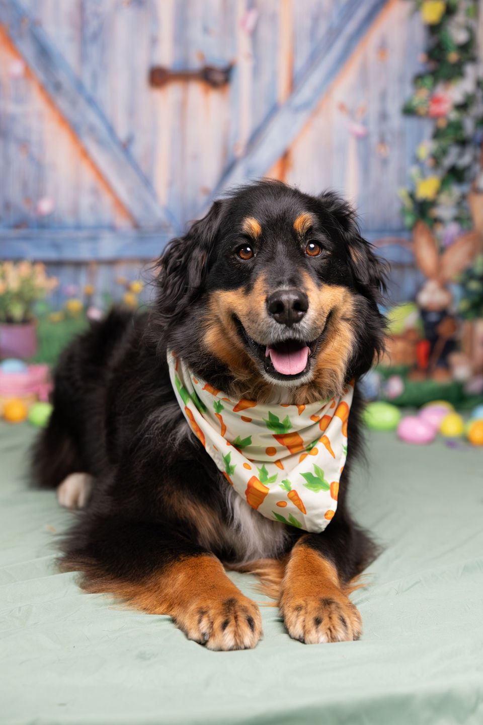 Themed Easter dog photo