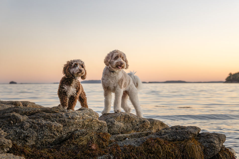 Dog photo in Freeport Maine