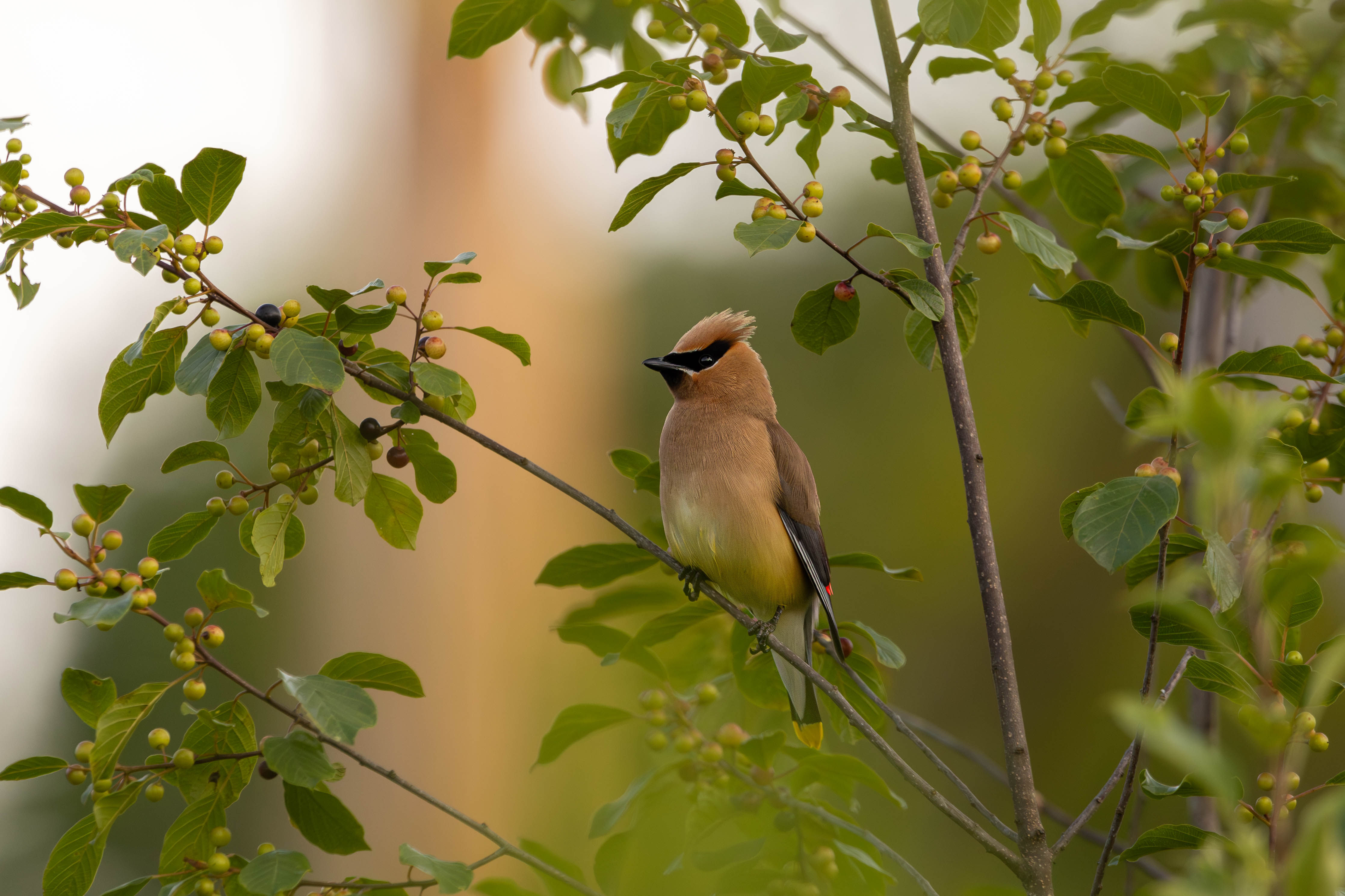 Cedar Waxwing