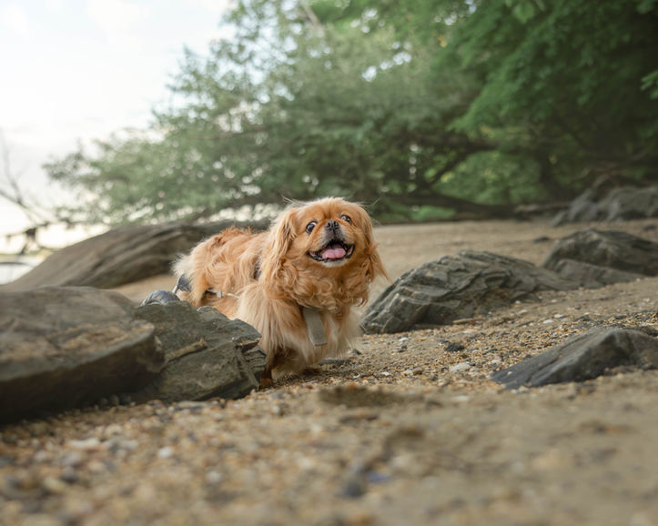 Dog photo in Freeport Maine