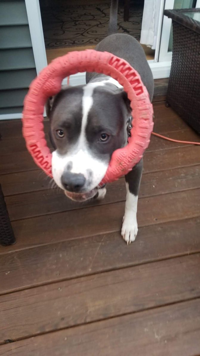 New Hampshire dog daycare