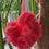 Miniature : Fleur de douche 100% Polyester - Rose foncé