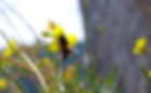 SAM_7413zoom.JPG