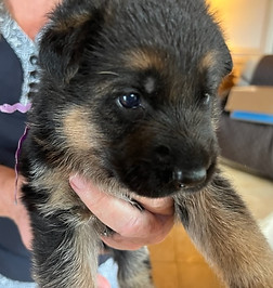 German shepherd puppies on Maui