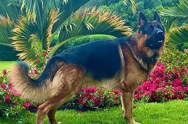 Exceptional West German Showline German Shepherd Stud Father of Puppies for sale on Maui Hawaii