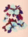 Merlot Clusters Widow's Tears (2022)