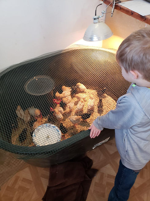 Baby chickens.jpg