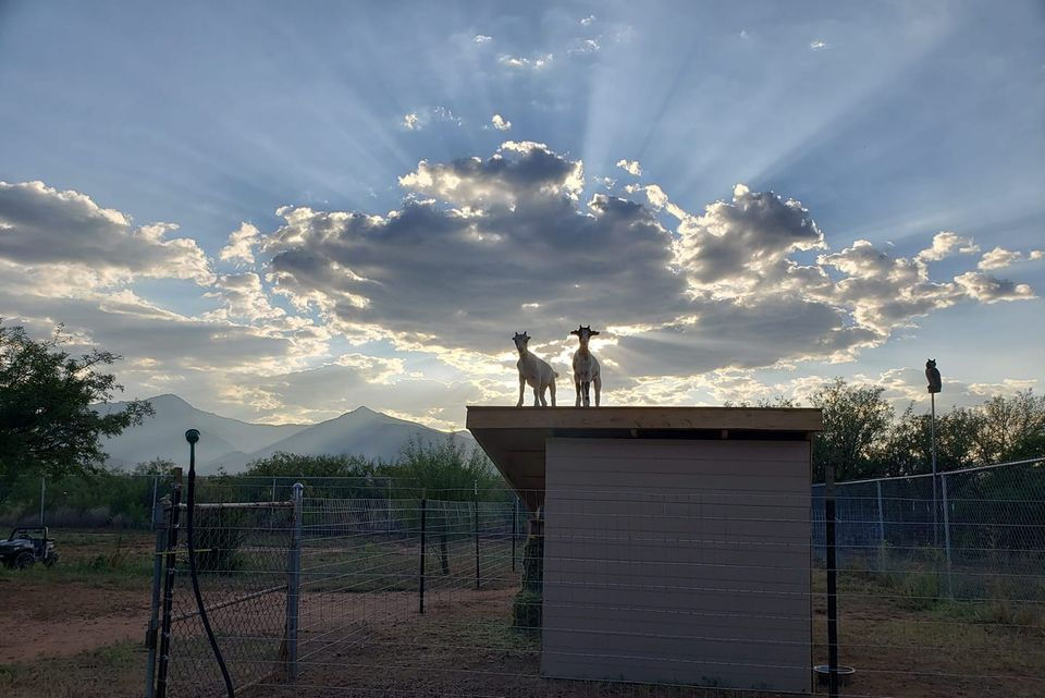 goats at sunset.jpg