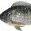 Miniature : Carpe blanc gris 400 gr- 500gr