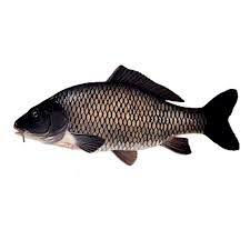 Miniature : Carpe raw front 500 gr