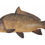 Miniature : Carpe gris jaune blanc 400 gr - 600 gr
