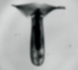 Pteropod Swimming Diversity