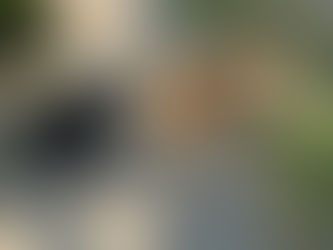 Why Slip Leashes Are a Gentle, Lifelong Choice for Your Dog