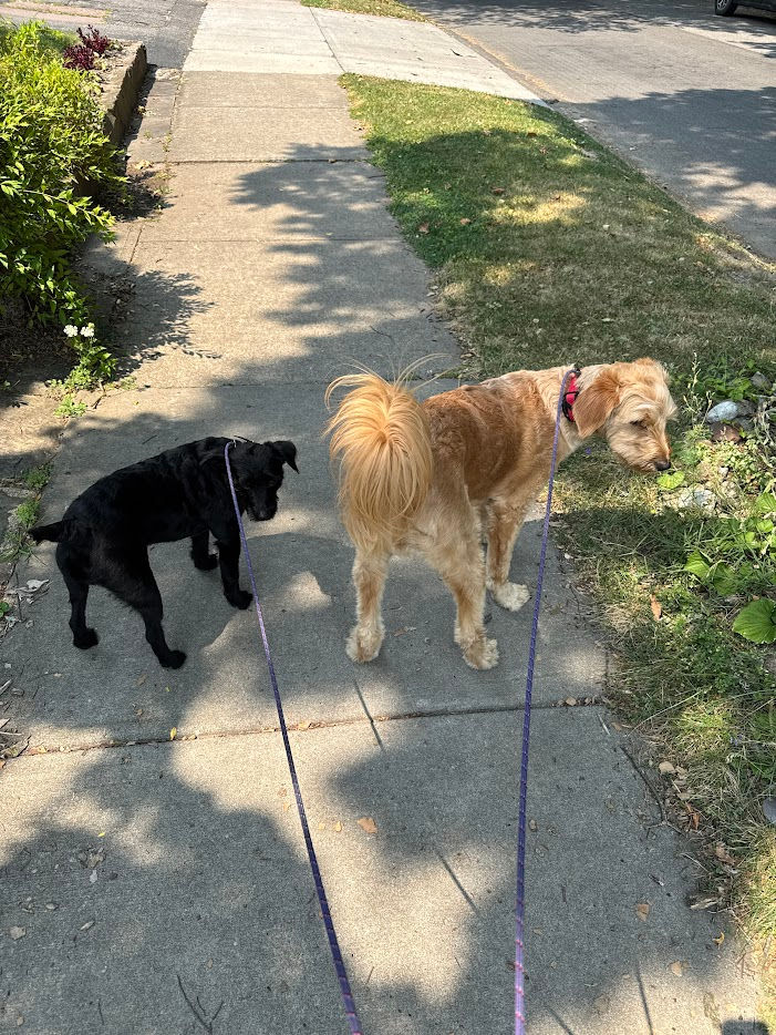 Why Slip Leashes Are a Gentle, Lifelong Choice for Your Dog