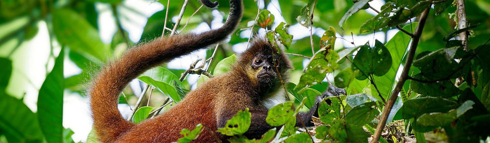 endangered-species-conservation.jpg