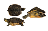 Heosemys Annandalii newly hatch baby.