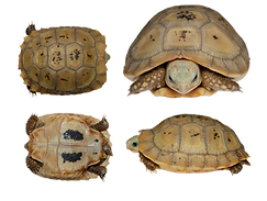Indotestudo Elongata Baby