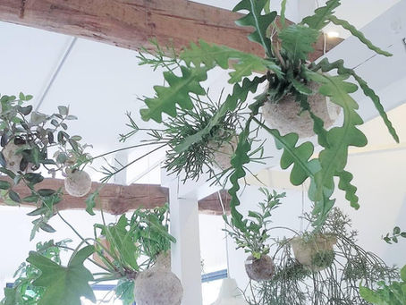 全方向から楽しめる観葉植物「ハングボール」