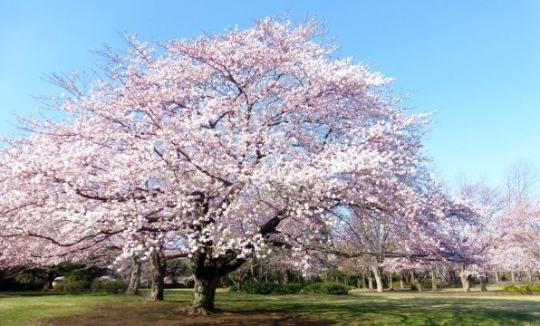 桜