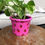 Thumbnail: 4.5" pink strawberry summer pot