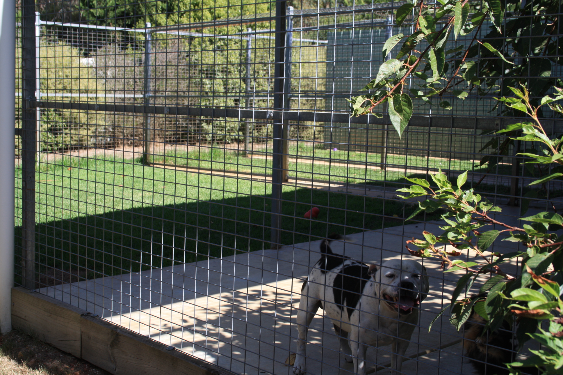 Shady Dog Boarding Kennel with Green Grass For Happy Dogs