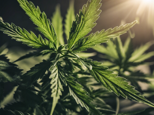 Unlock Your Cannabis Growing Potential with WackyGrow