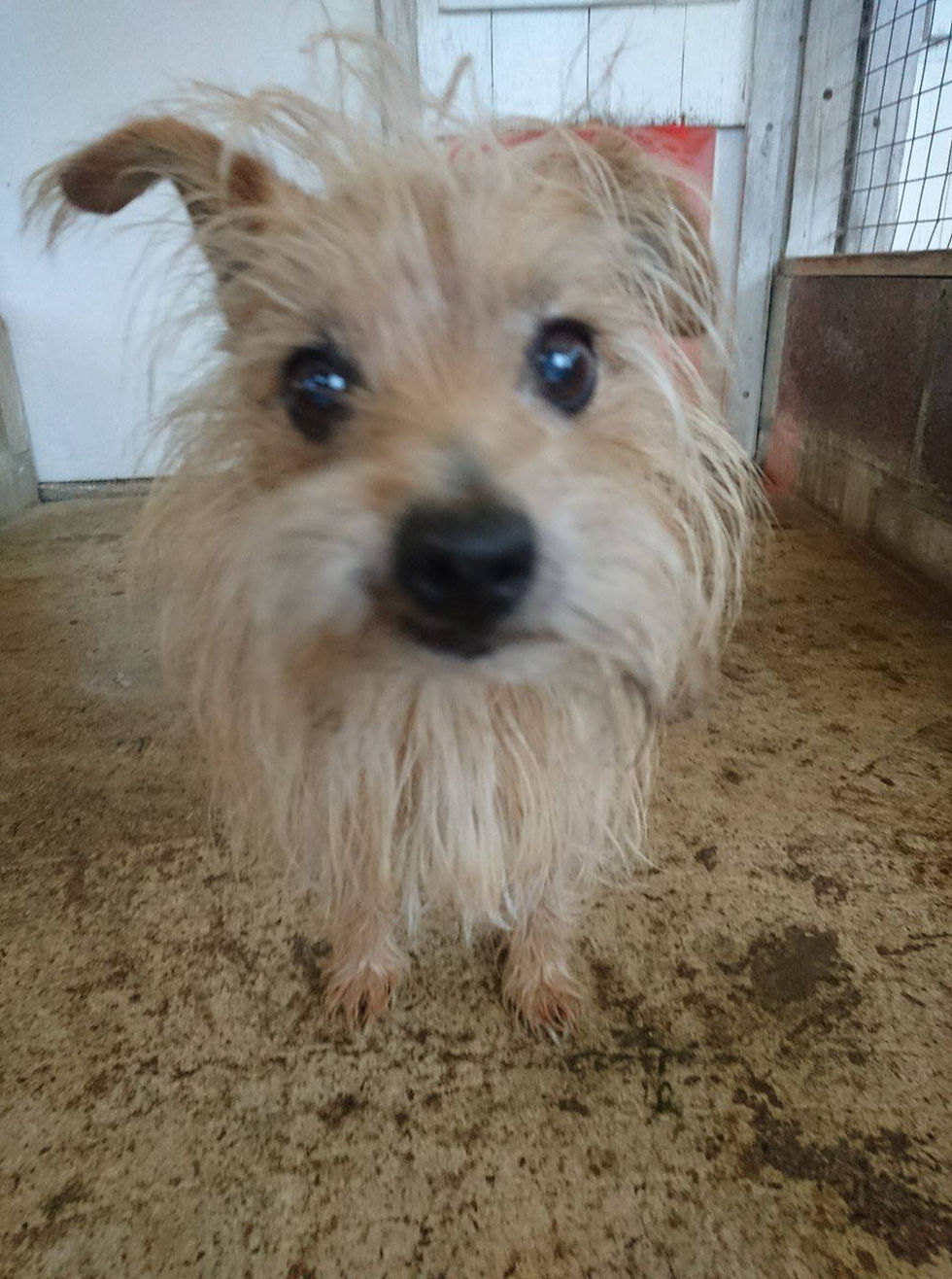 Terrier with overgrown hair.