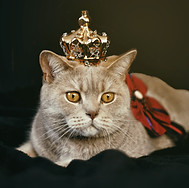 queen cat.jpg