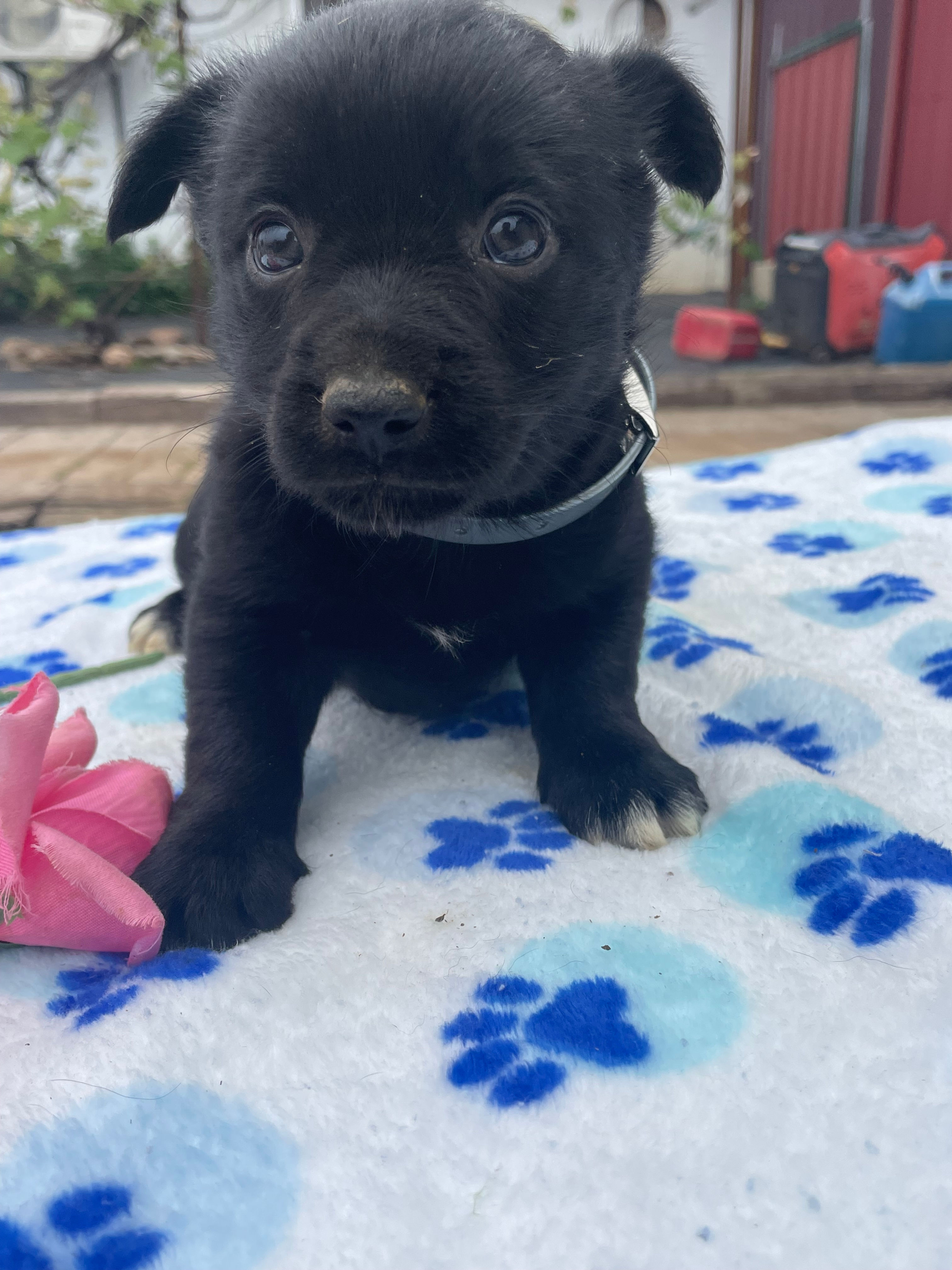 Luna