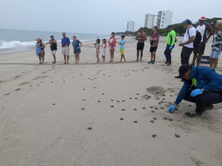 More Turtle Hatchlings
