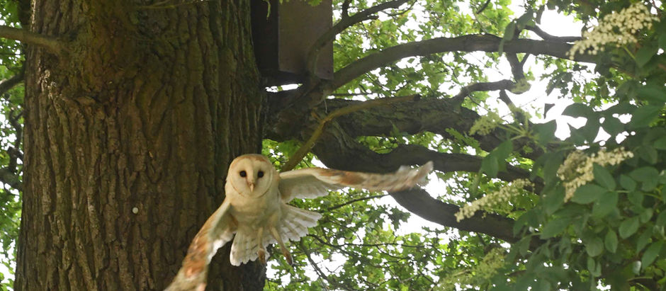 FWAG Farmers and the Big Barn Owl Fight-Back