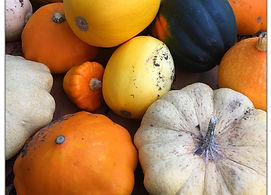 Squash harvest