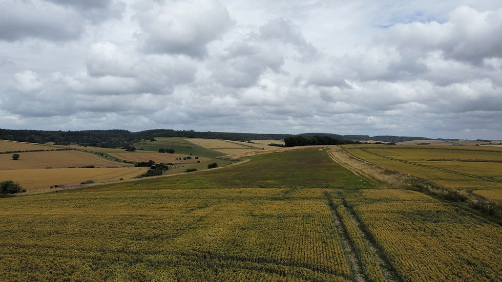 Autumn sown bumble bird mix at a distance