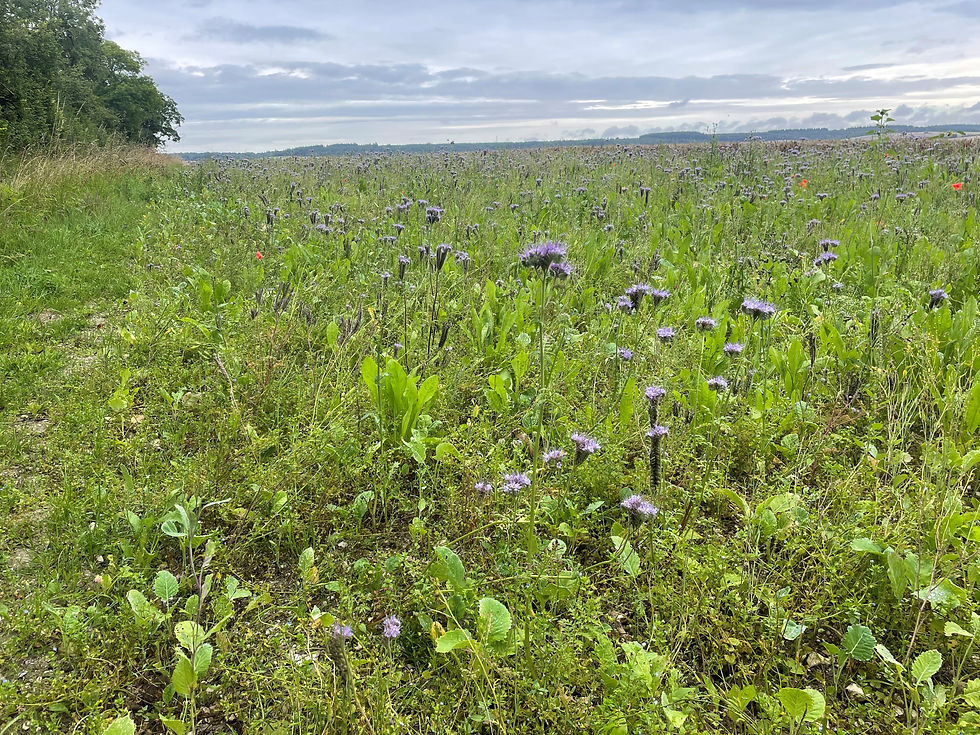 Autumn sown bumble bird mix
