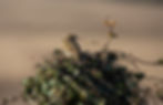 Corn Bunting