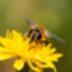 Fly on Flower