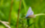 Blue butterfly