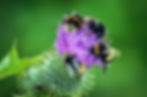 Bees on thistle