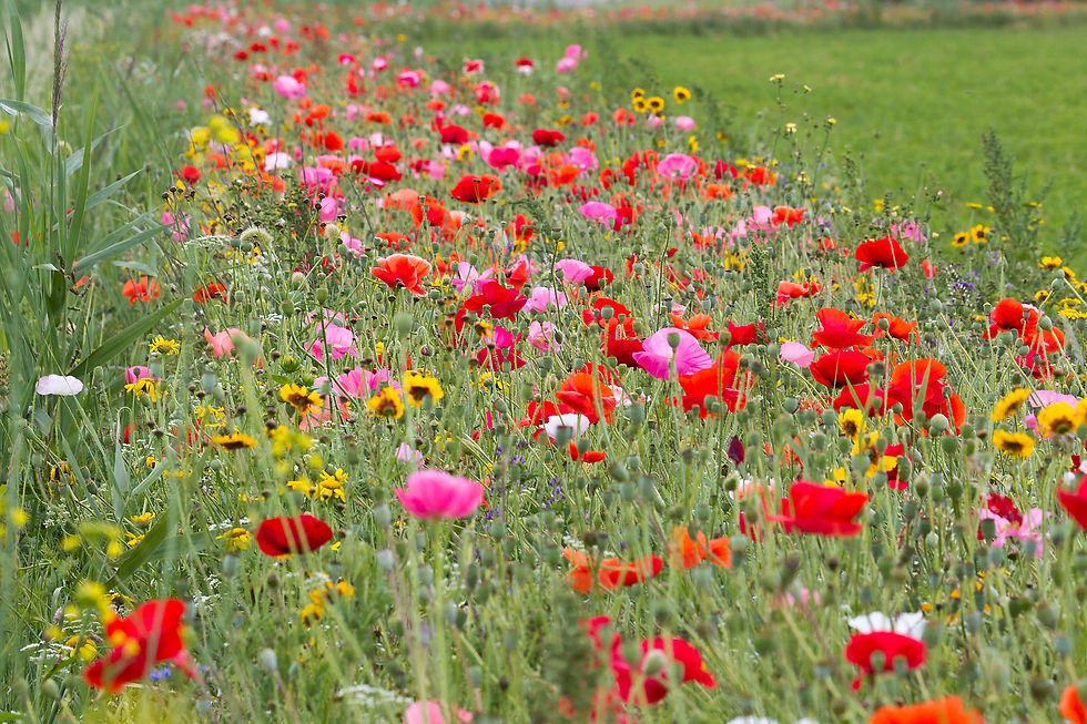 Mature wild flowers