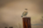 Wheatear
